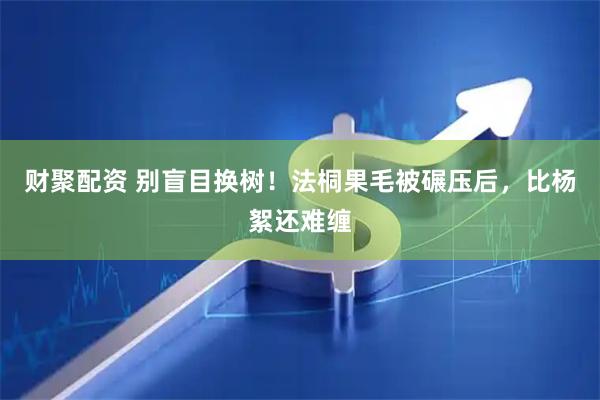 财聚配资 别盲目换树！法桐果毛被碾压后，比杨絮还难缠